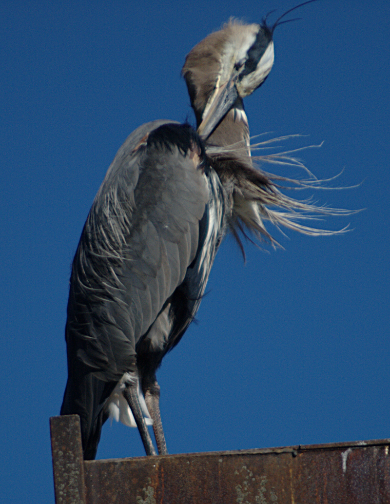 Beethoven the Great Blue Heron