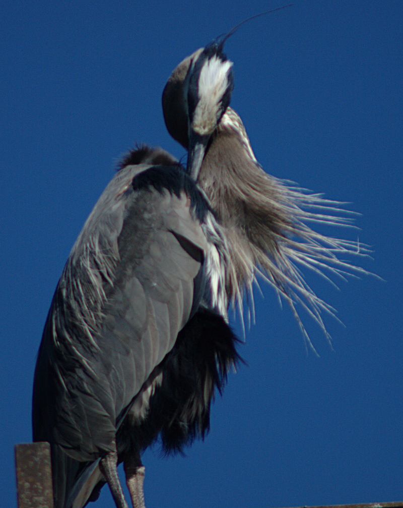 Great Blue Heron