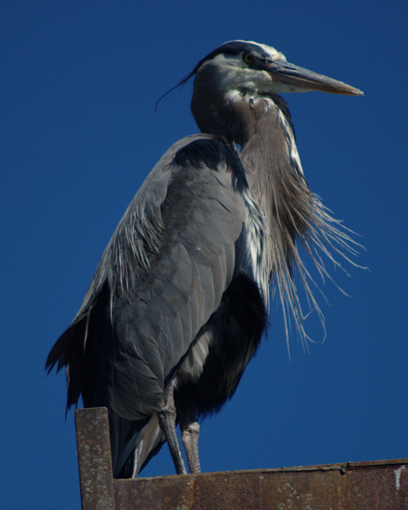 Great Blue Heron