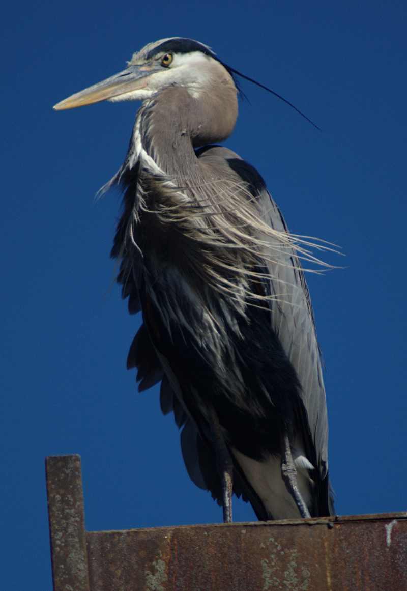 Great Blue Heron