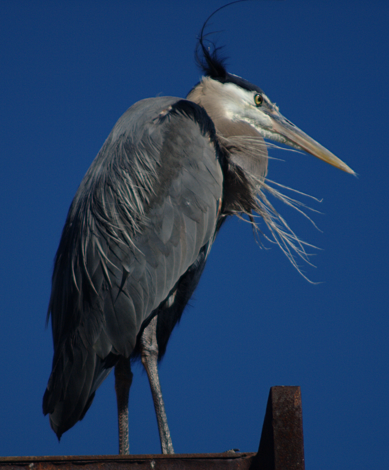 Beethoven the Great Blue Heron