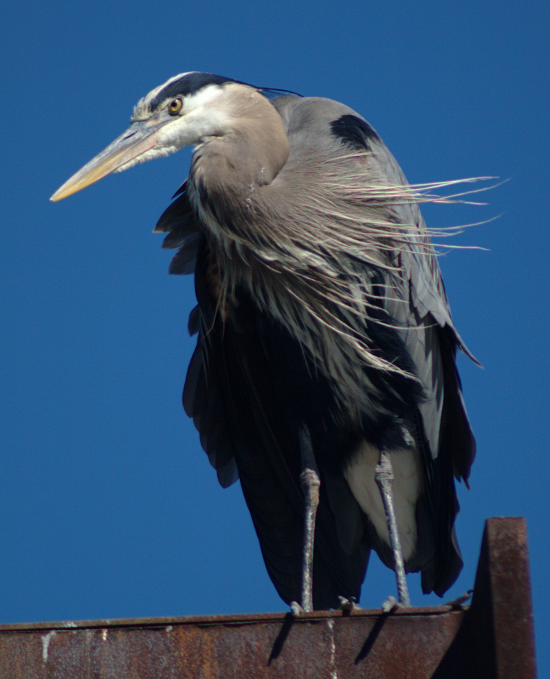 Beethoven the Great Blue Heron