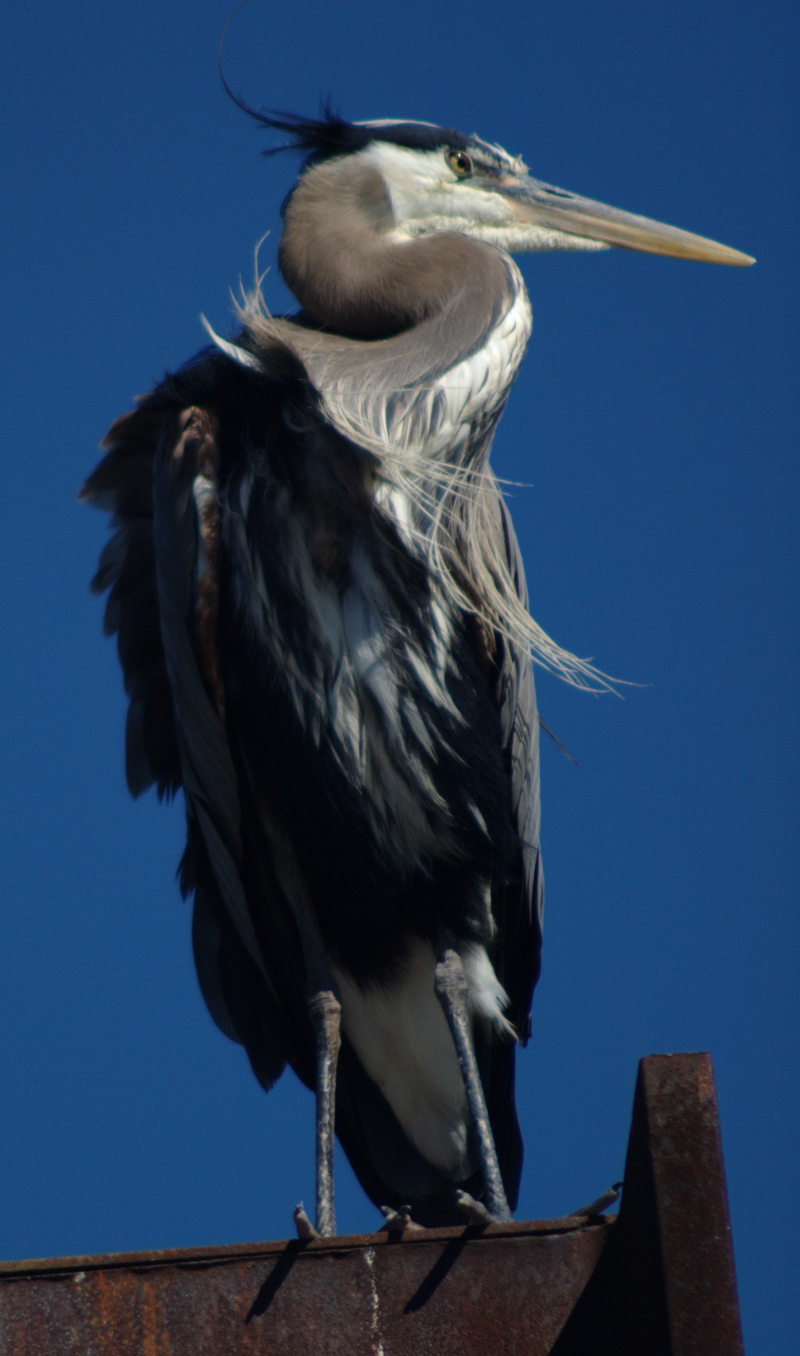 Beethoven the Great Blue Heron