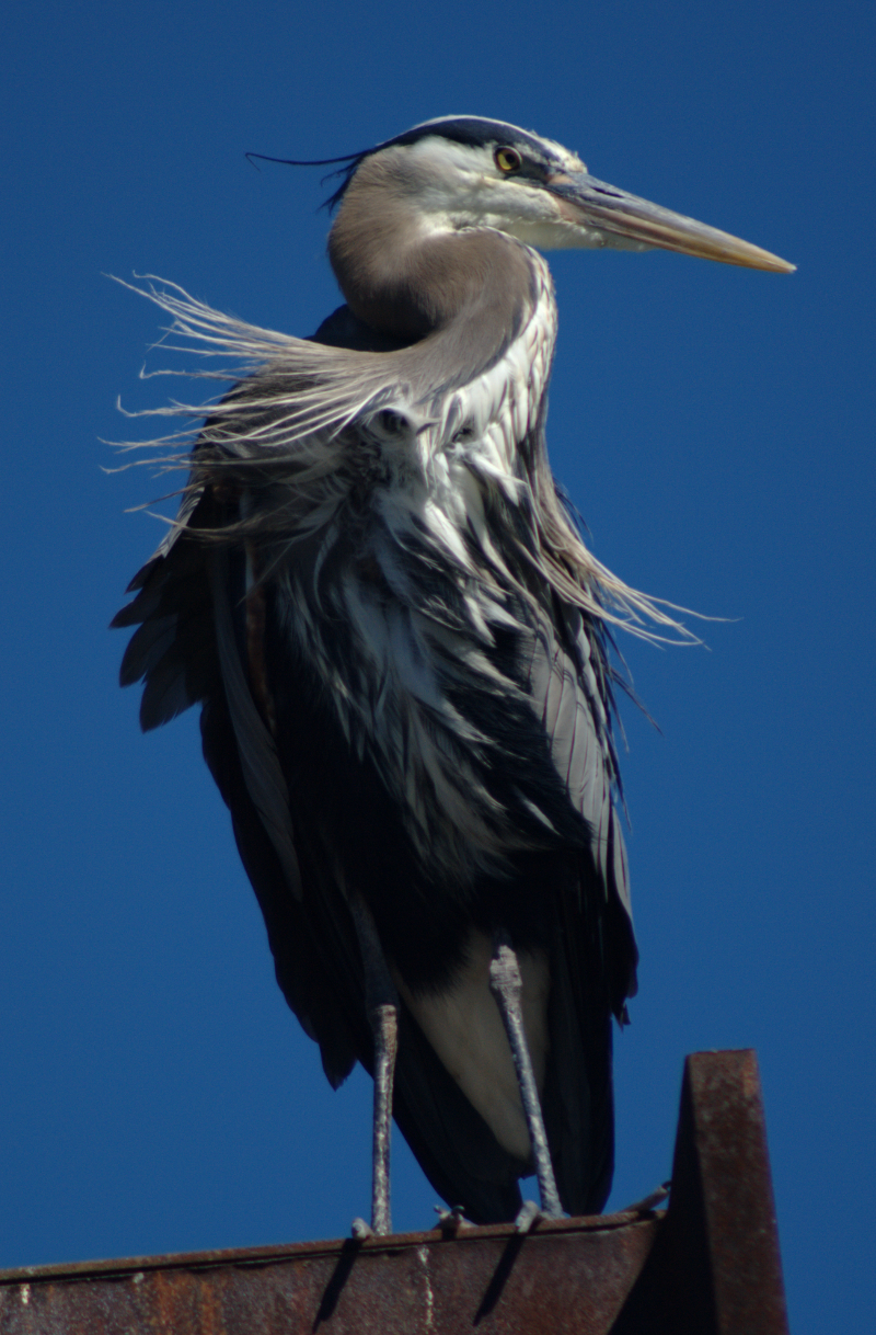 Great Blue Heron