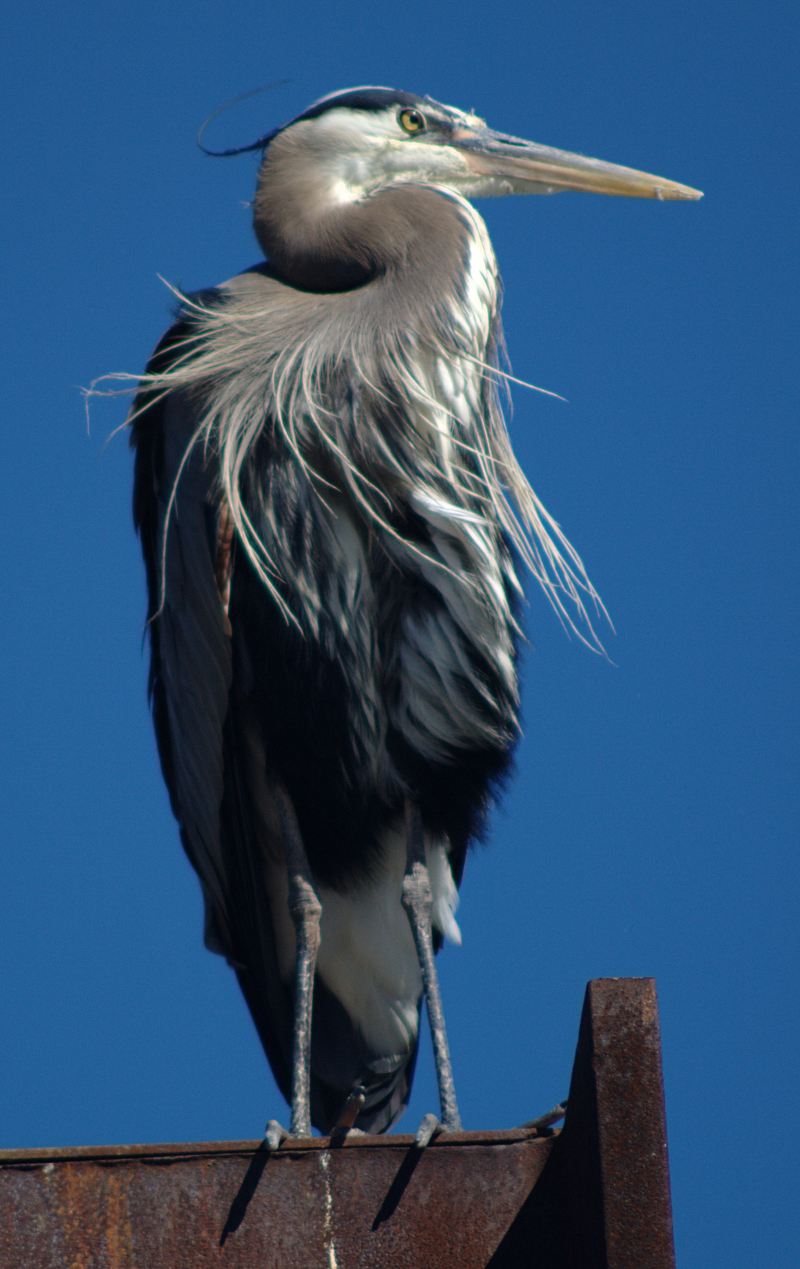Great Blue Heron