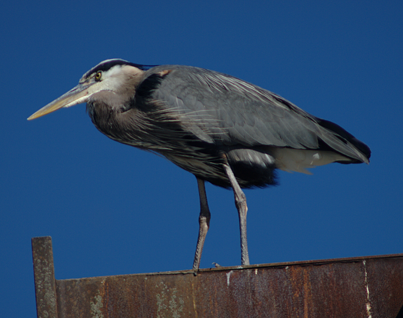 Beethoven the Great Blue Heron