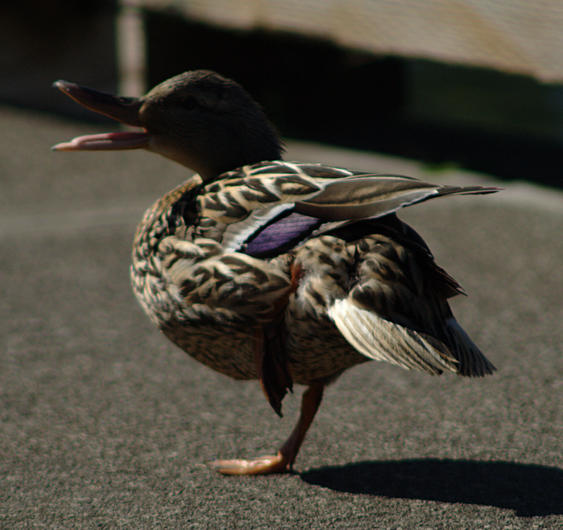 Mallard Duck