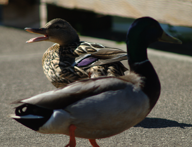 Mallard Duck and Drake
