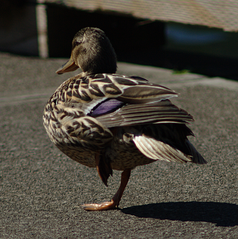 Mallard Duck