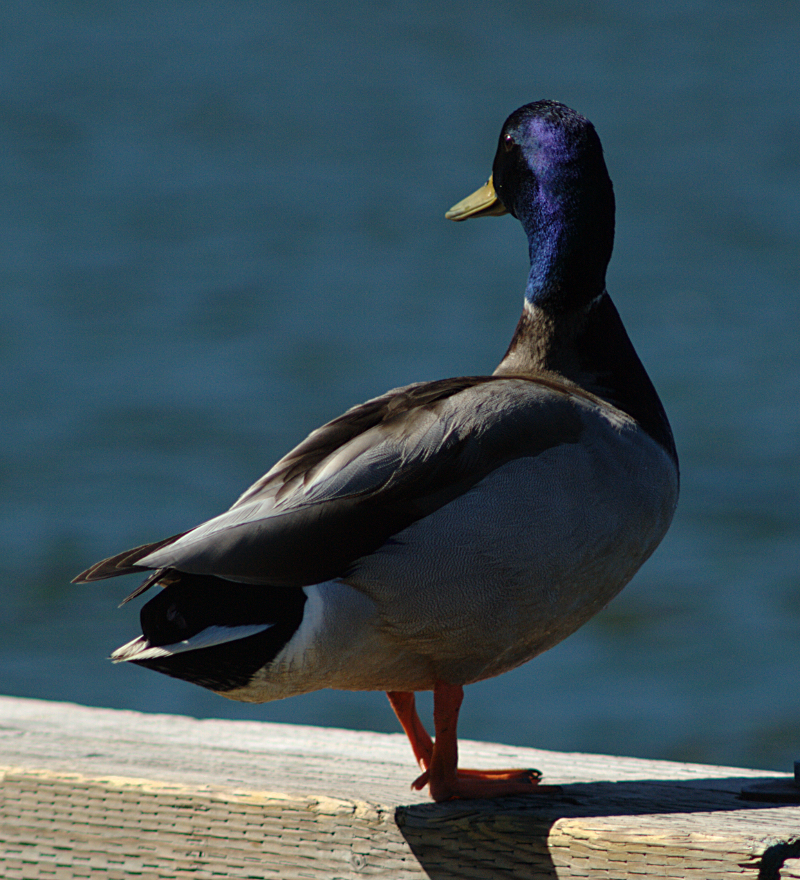 Mallard Drake