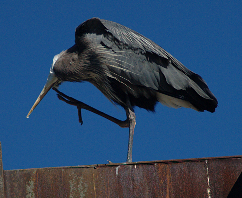 Great Blue Heron
