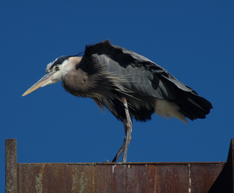 Beethoven the Great Blue Heron