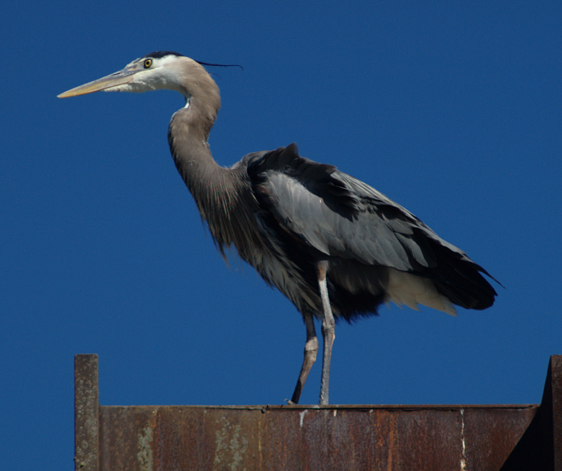 Beethoven the Great Blue Heron