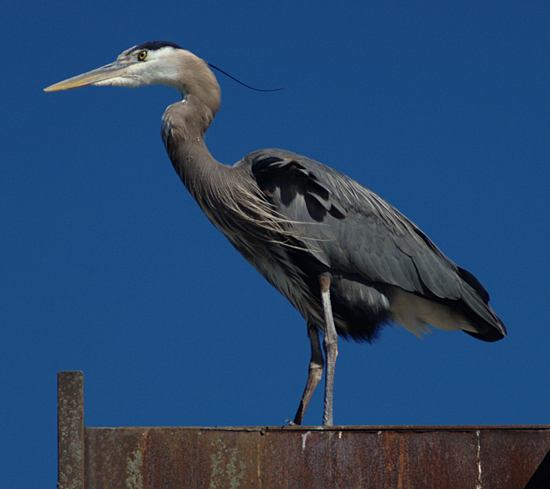 Beethoven the Great Blue Heron