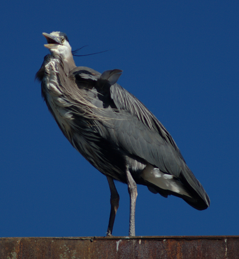 Great Blue Heron