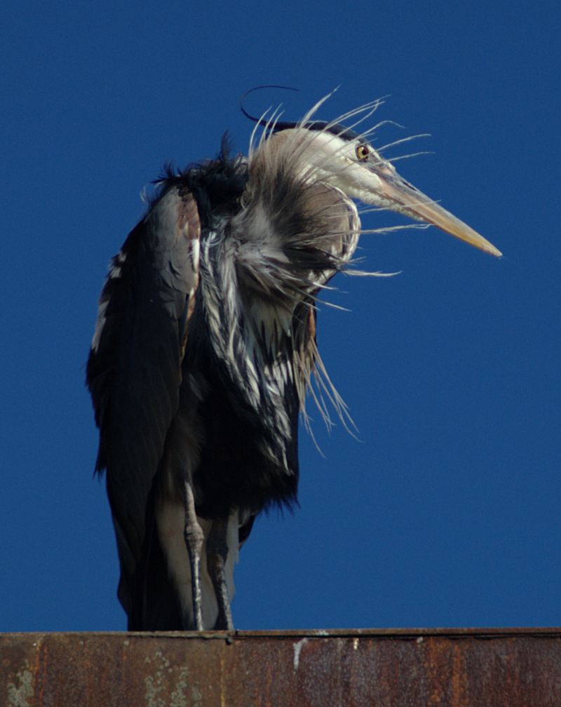 Great Blue Heron