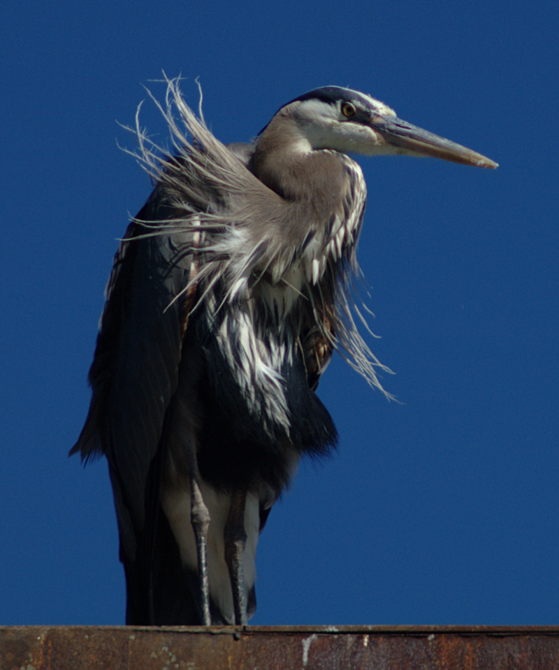 Great Blue Heron