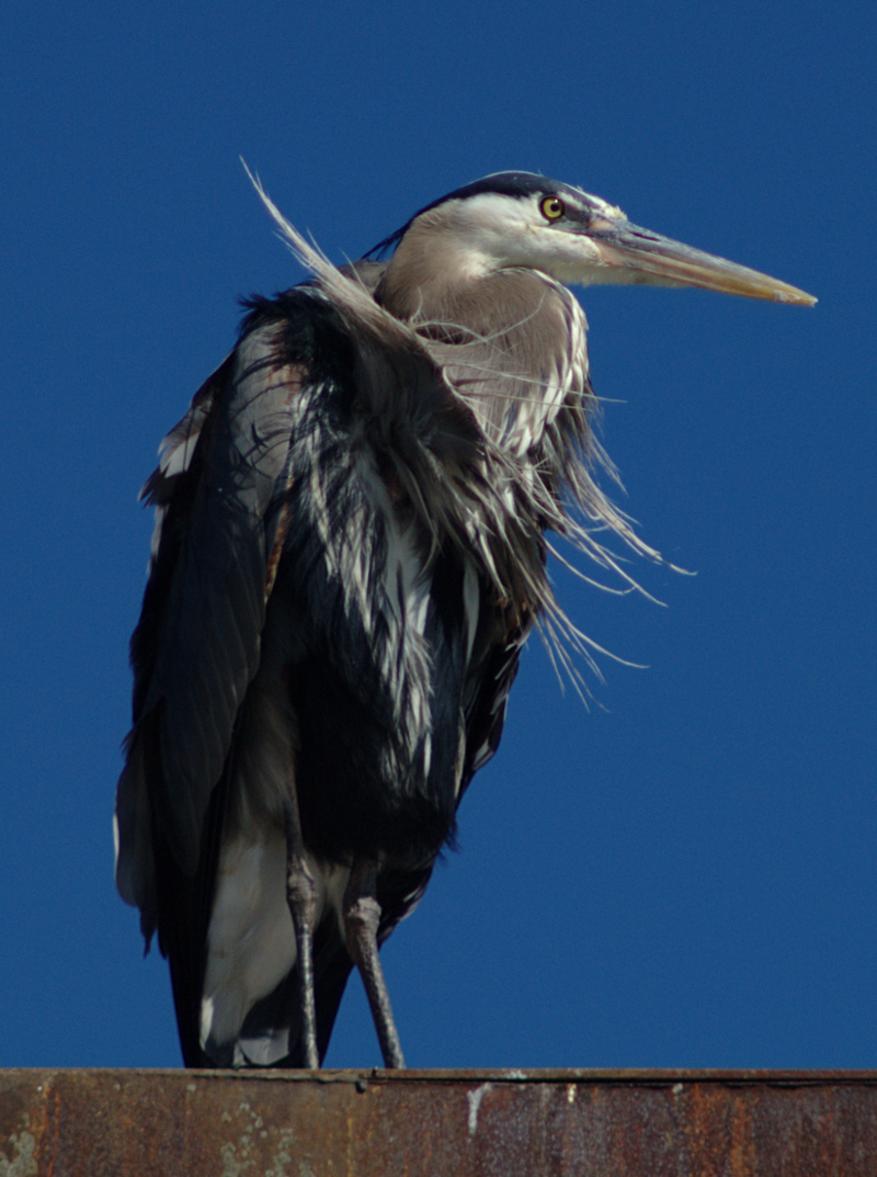 Great Blue Heron