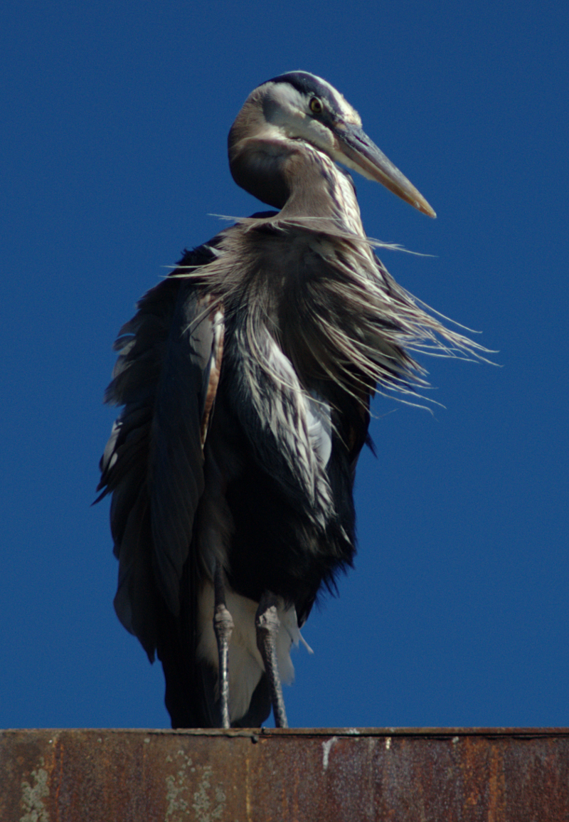 Great Blue Heron
