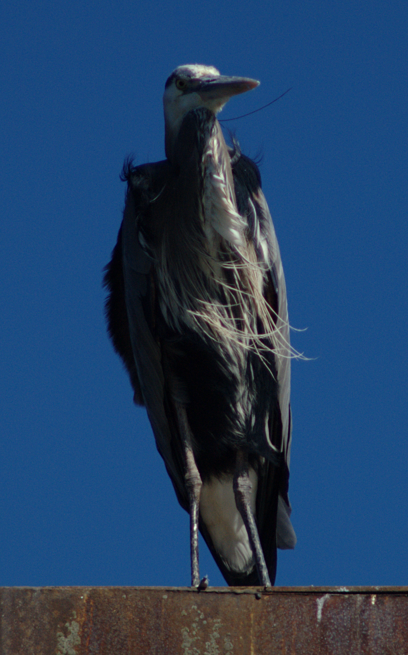 Great Blue Heron