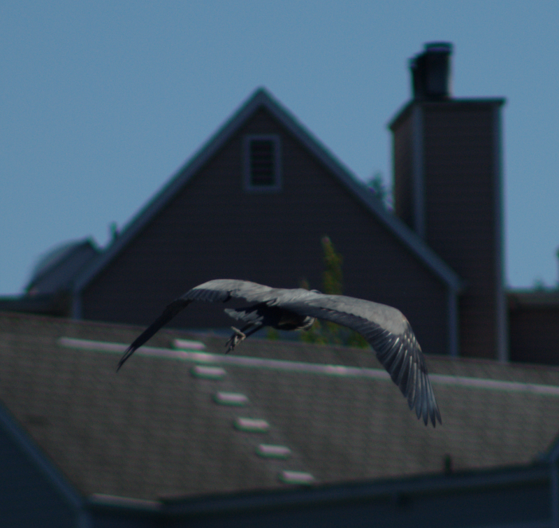 Beethoven the Great Blue Heron, flying