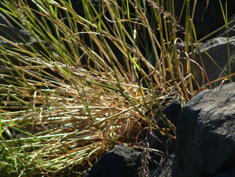 Grass and Rock