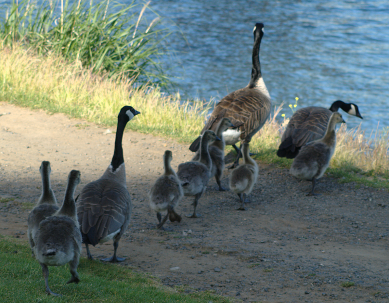 Canada Goose family