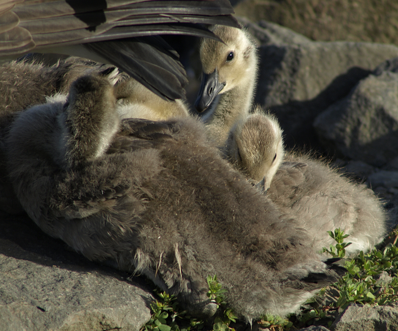 Canada Goose goslings