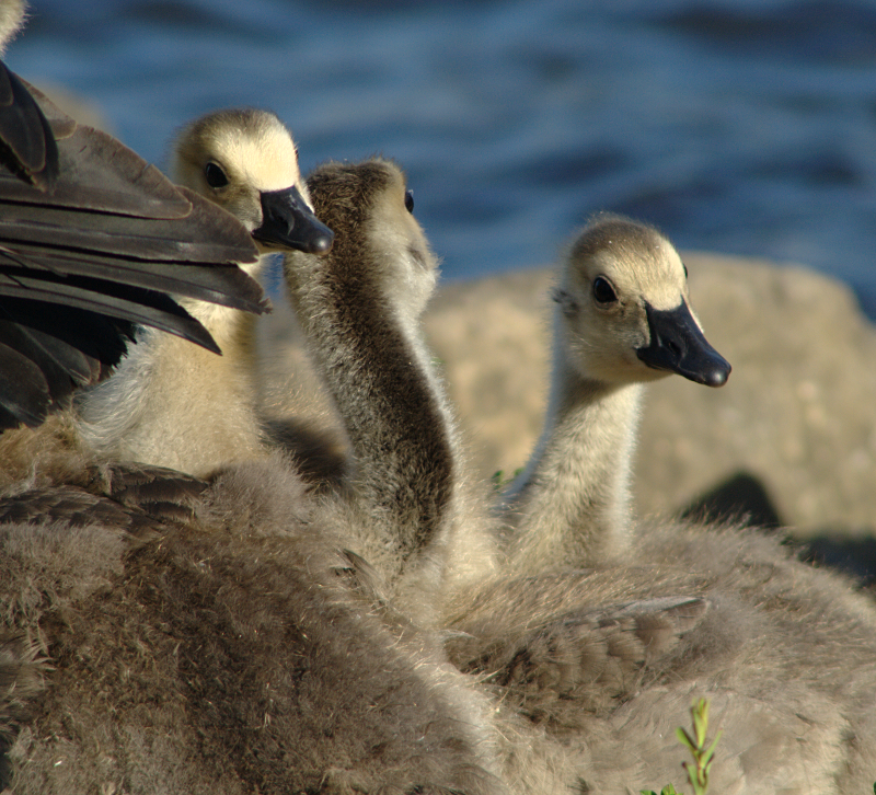 Canada Goose Goslings