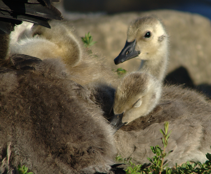Canada Goose Goslings