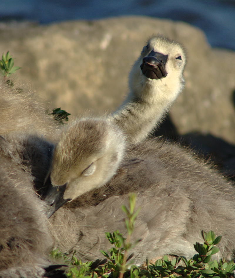 Canada Goose goslings