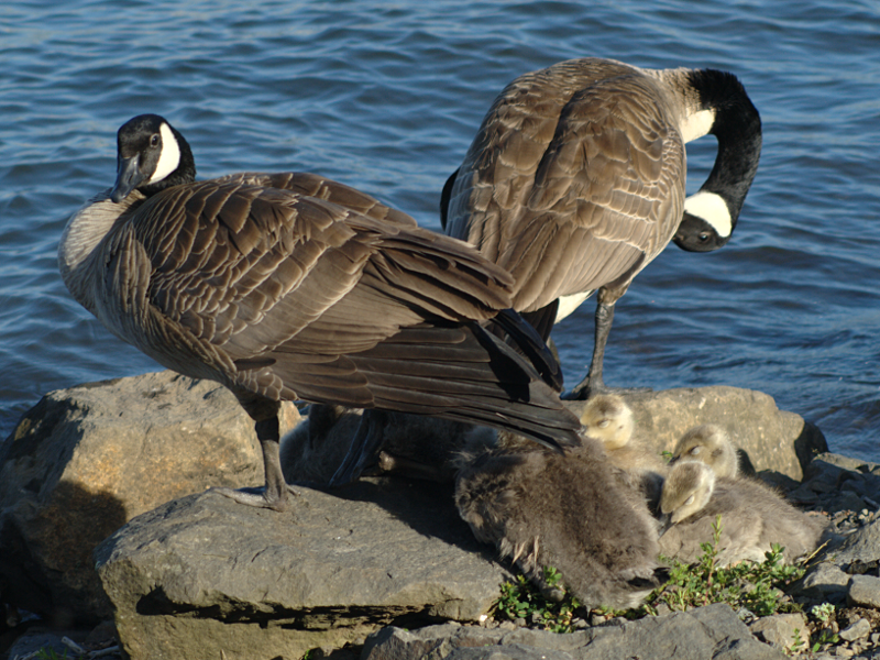 Canada Goose family