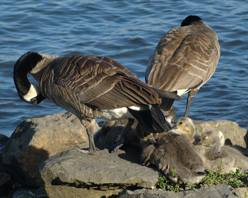 Canada Goose family