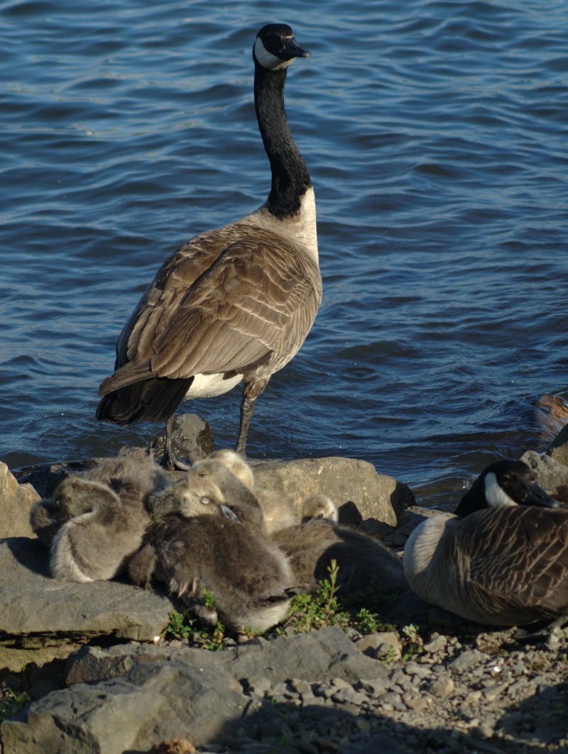 Canada Goose family