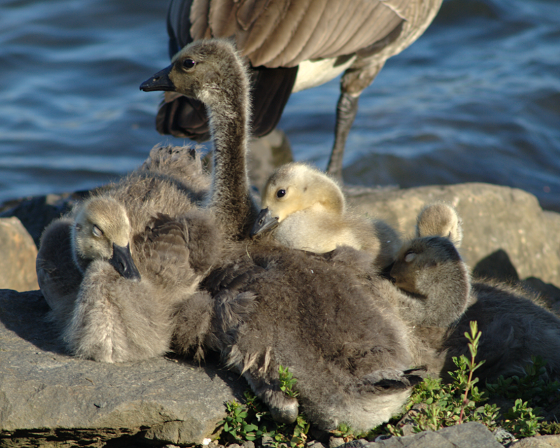 Canada Goose family