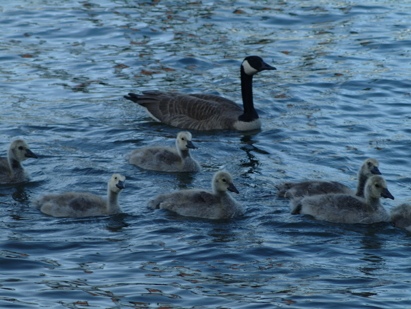 Canada Goose family