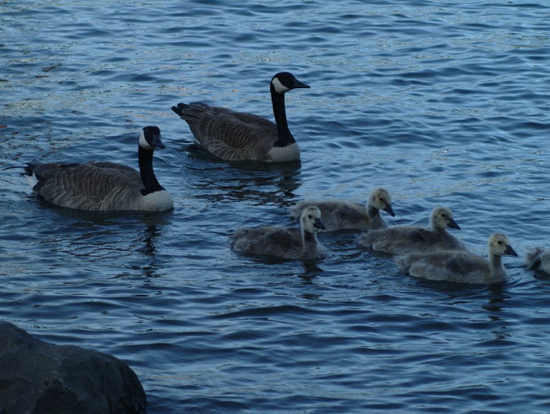 Canada Goose goslings