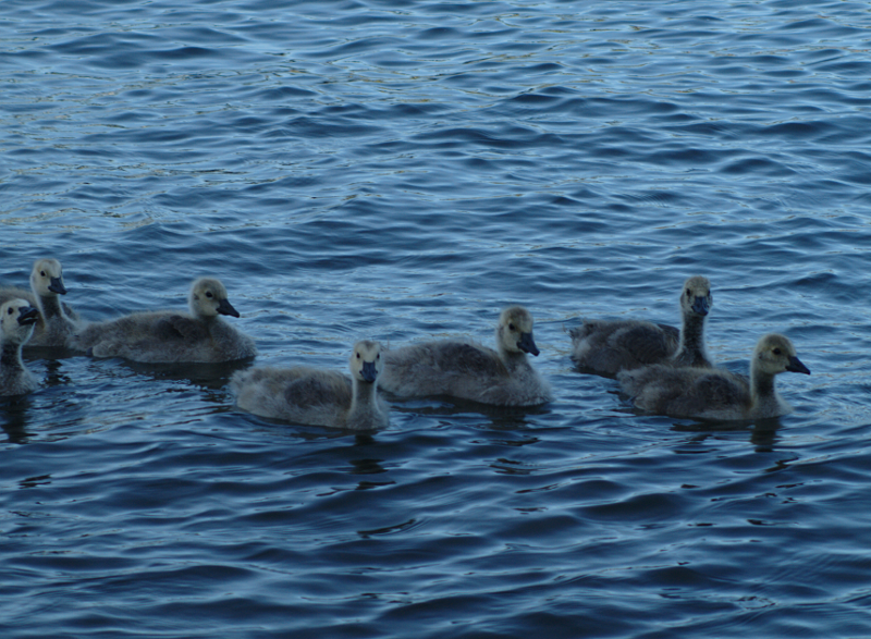 Canada Goose family