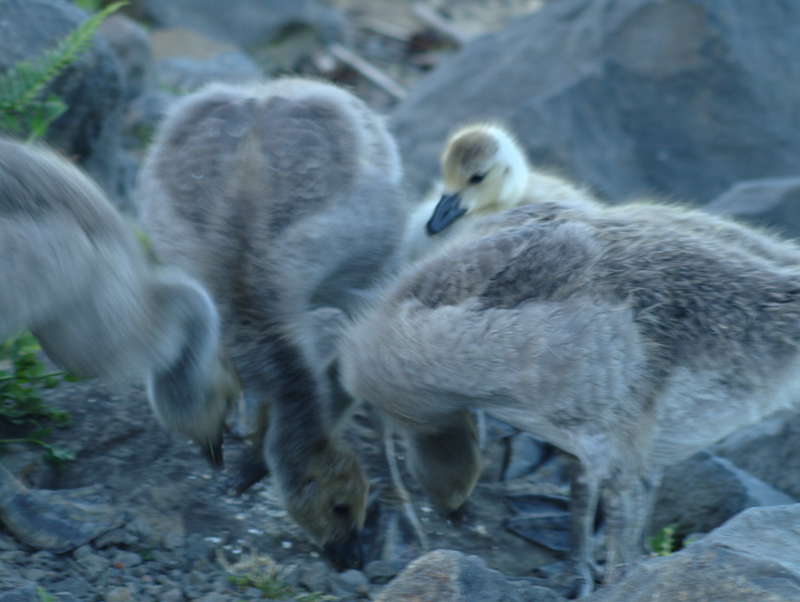 Canada Goose family