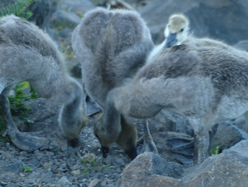 Canada Goose family