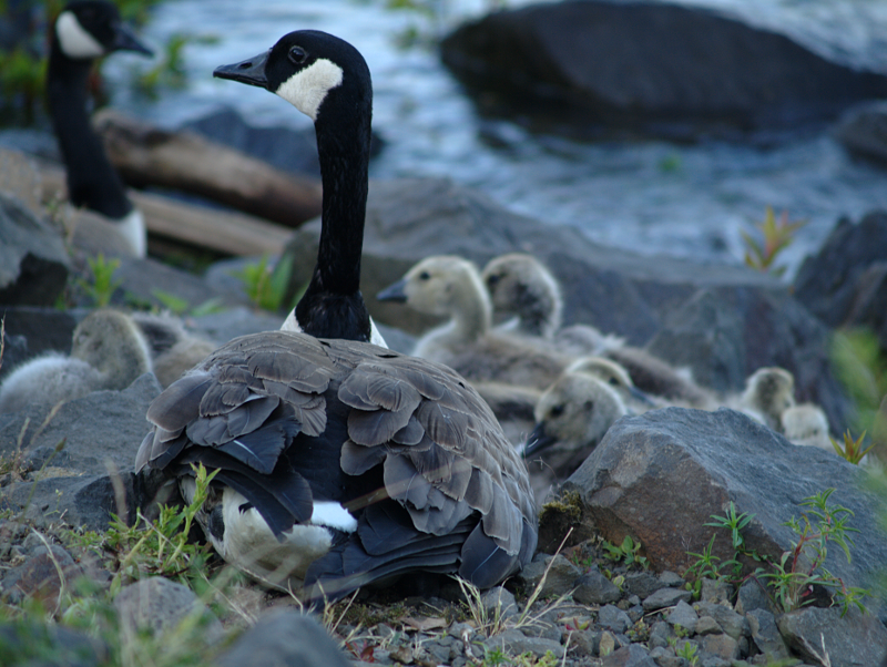 Canada Goose family