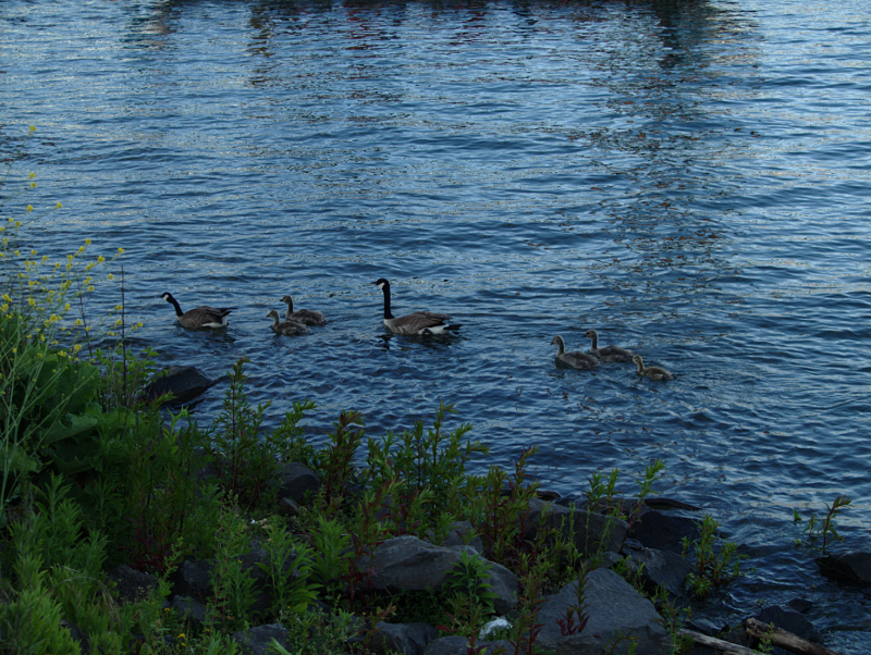 Canada Goose family