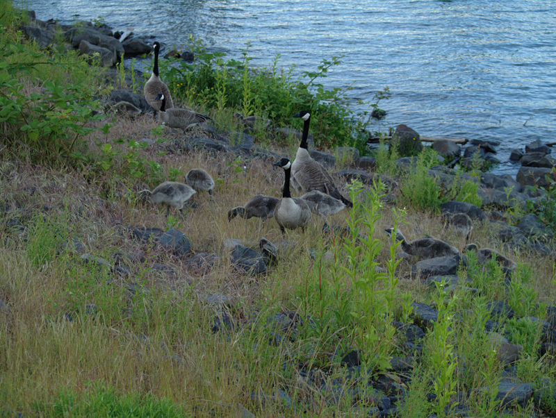 Canada Goose family
