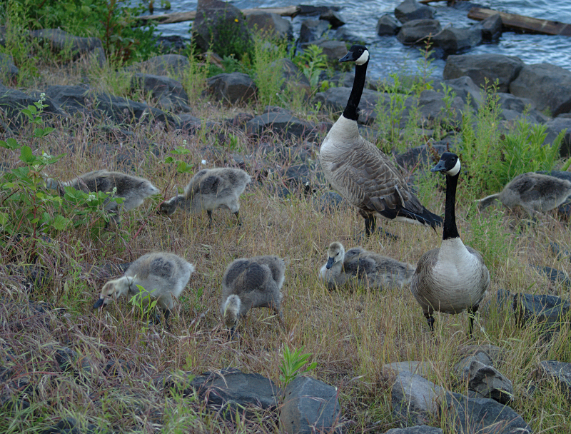 Canada Goose family