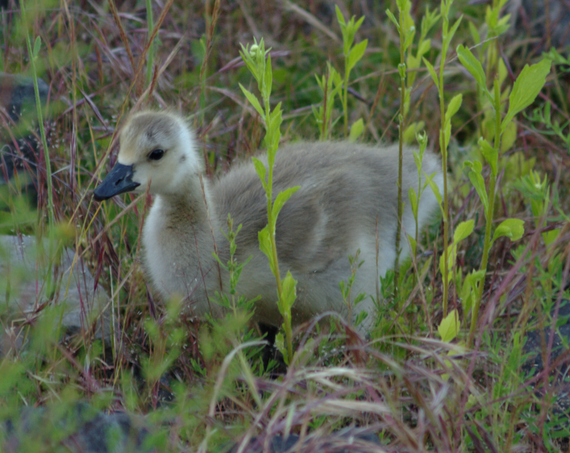 Canada Goose gosling