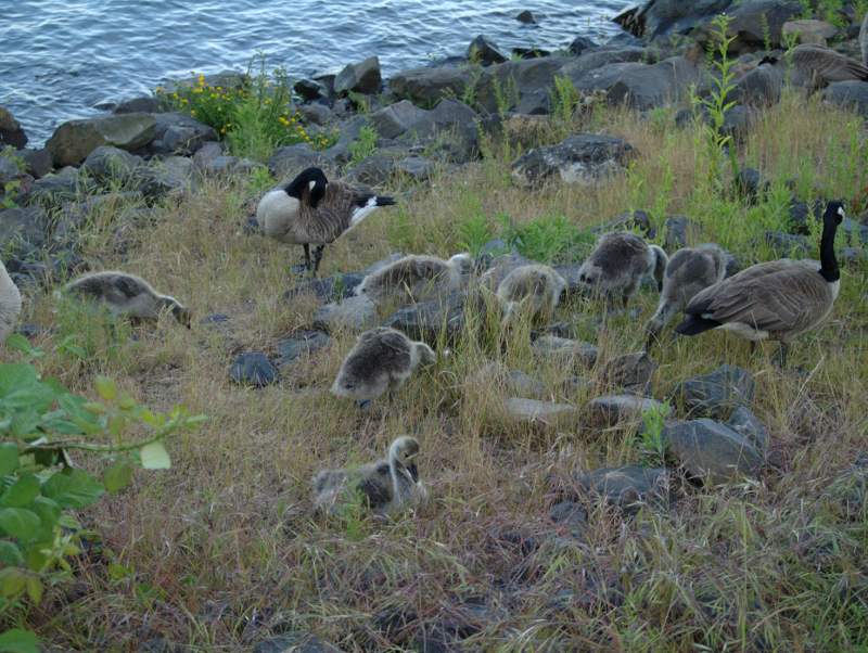 Canada Goose family