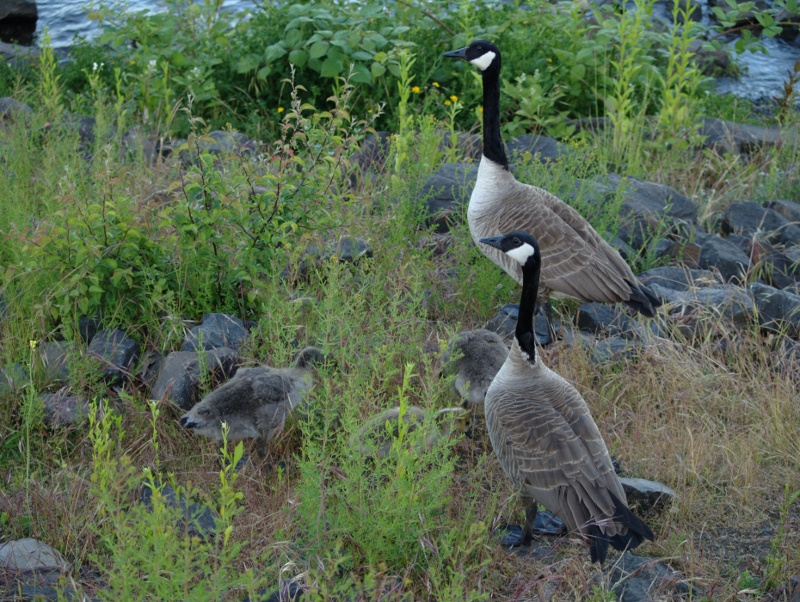 Canada Goose family browsing