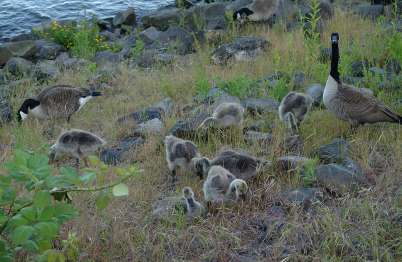 Canada Goose browsing