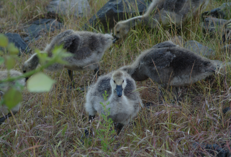 Canada Goose family