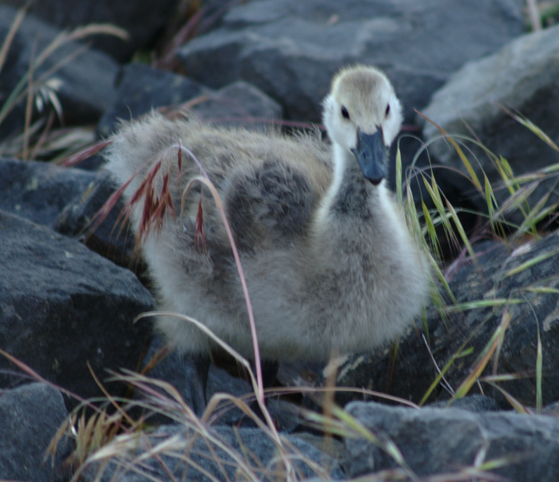 Canada Goose gosling